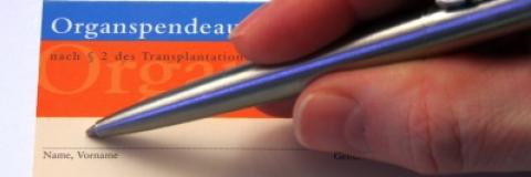 Organspende auf stabilem Weg