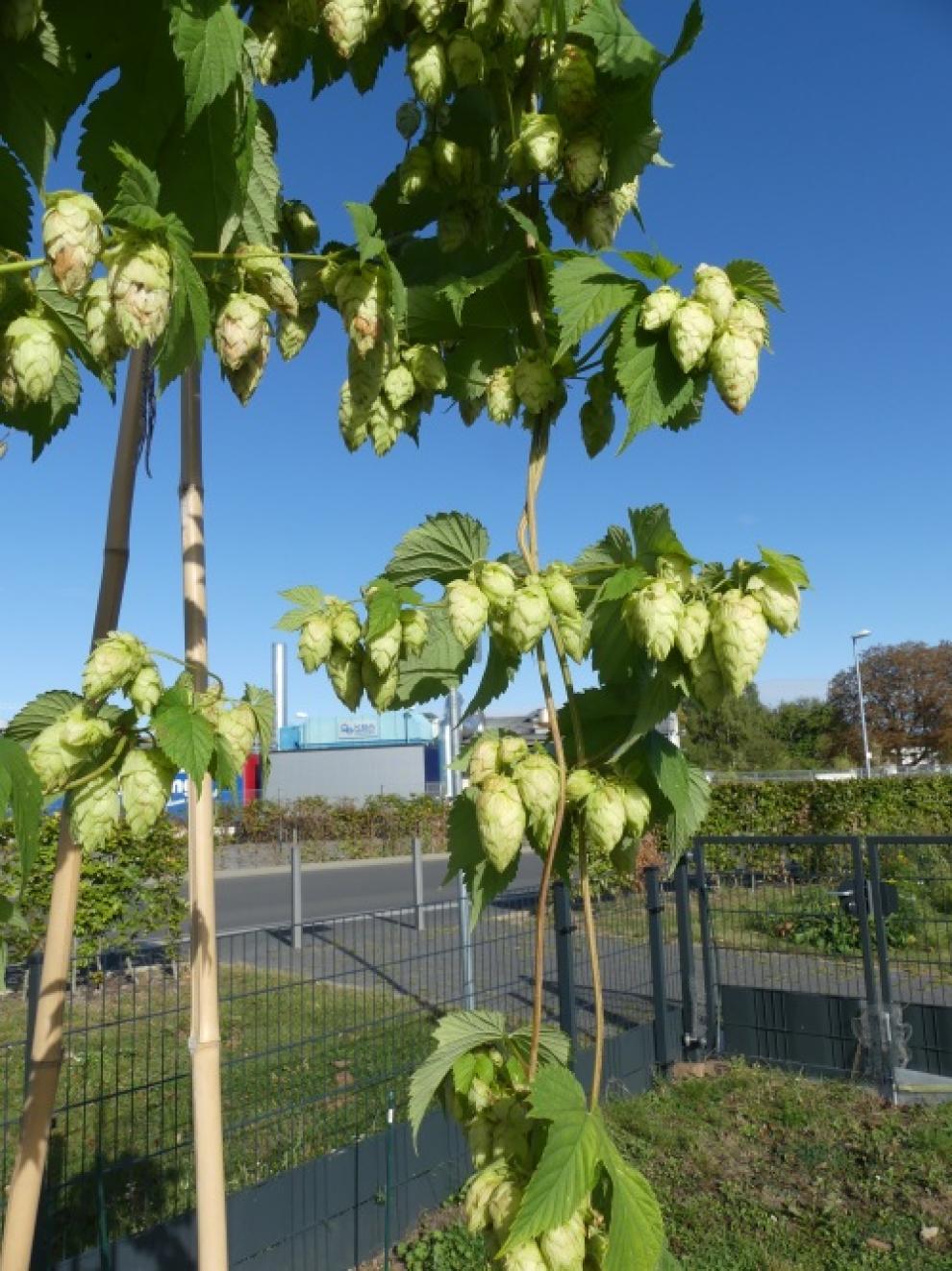 Hopfen tropischen Gewächshaus 2016