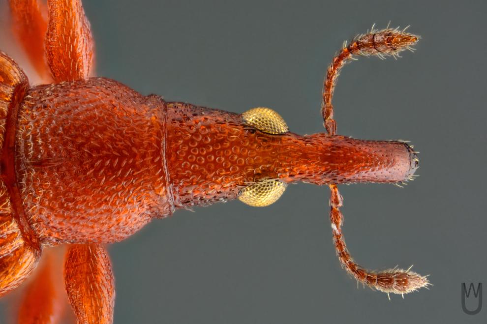 Nahaufnahme eines roten Insekts mit großen Fühlern am Kopf.