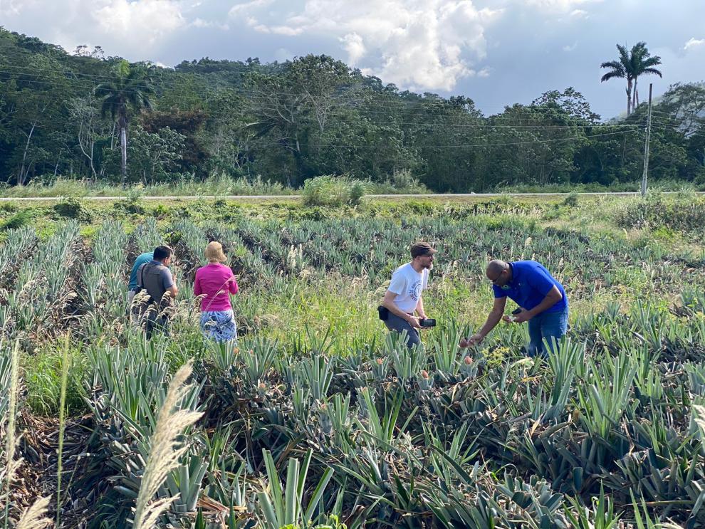 Eine Gruppe von Menschen, bestehend aus einer Mischung aus Männern und Frauen, geht durch ein Ananasfeld. Die Umgebung ist üppig und ländlich.