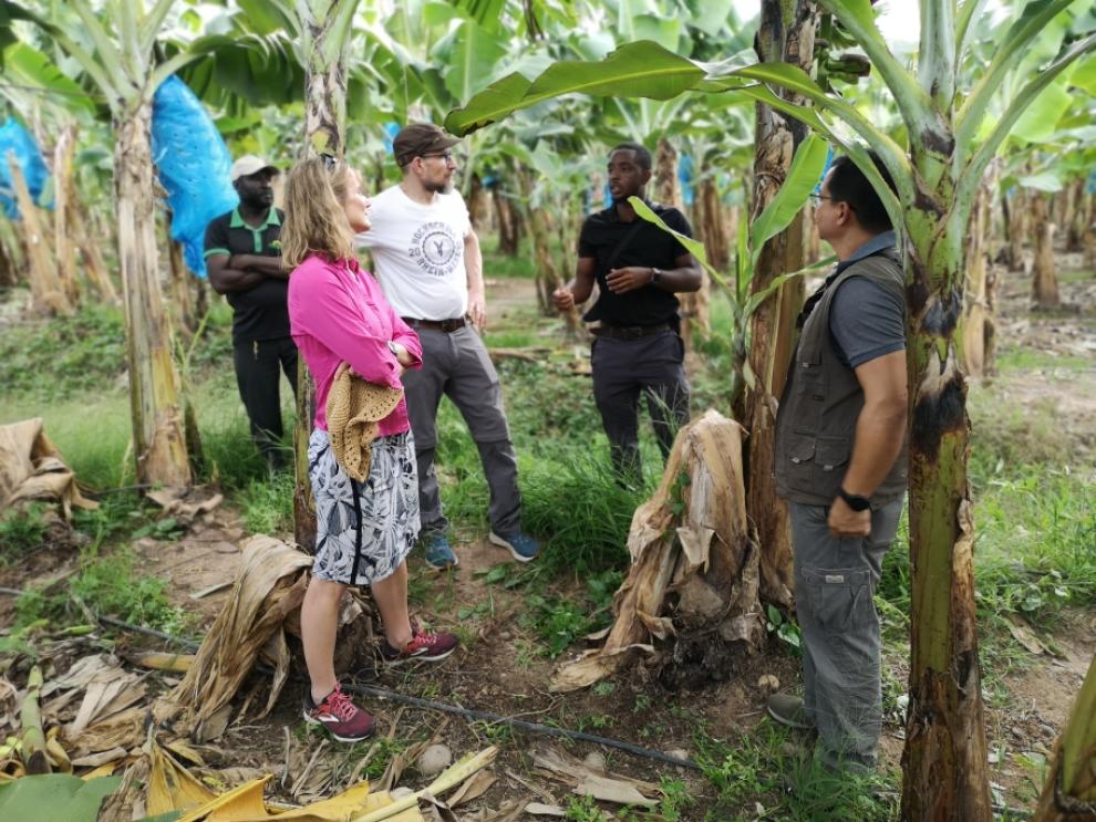 Mehrere Personen in einer Bananenplantage, die sich über den Anbau von Bananen unterhalten oder etwas darüber lernen. Sie wirken engagiert und sind von hohen Bananenstauden umgeben.