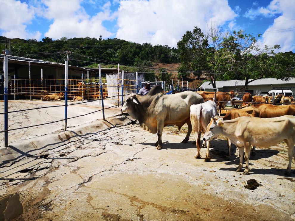 Eine sonnige Szene im Freien auf einer Rinderfarm mit verschiedenen Kühen in einem Gehege und einem Gebäude im Hintergrund. 