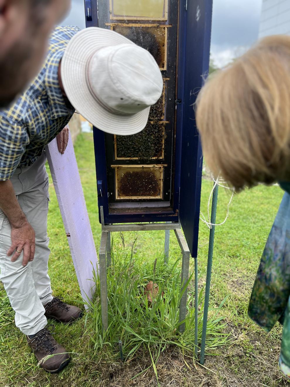 Ein näherer Blick auf den offenen Bienenstock, in dem die Besucher die Bienen und ihre Arbeit beobachten können.