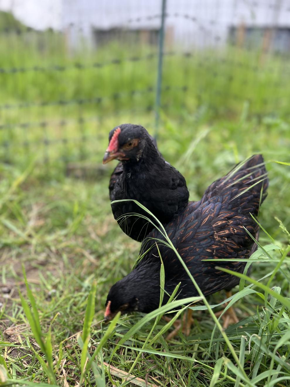 Zwei Hühner picken im Gras in einem umzäunten Bereich. Dies ist Teil der Präsentation über Hühner im Agroforst.