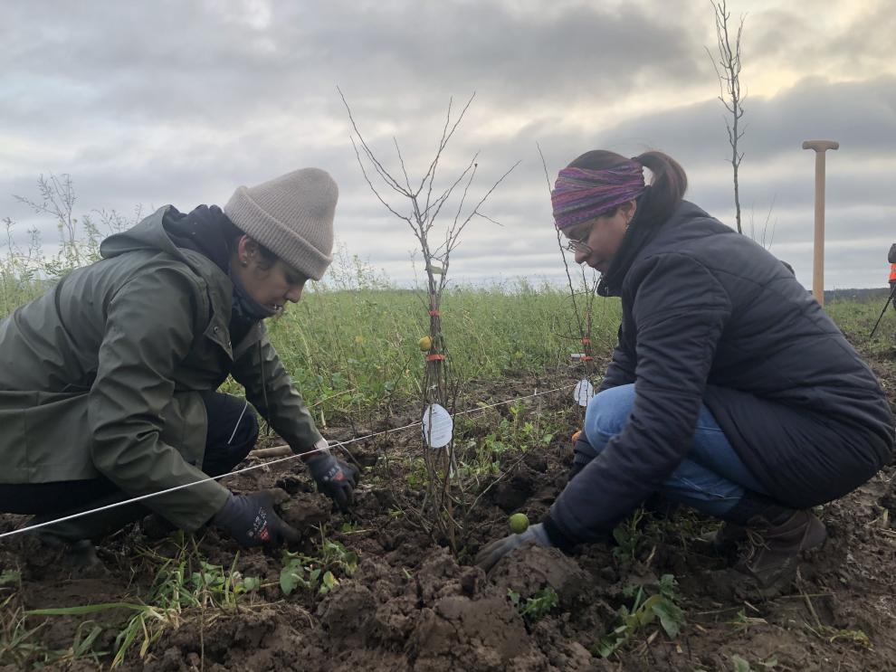 Studierende pflanzen Baum auf Feld in Kleve