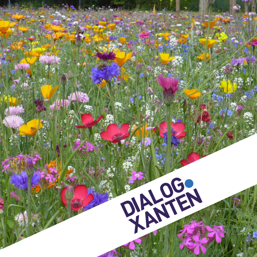 Eine bunte Wildblumenwiese.