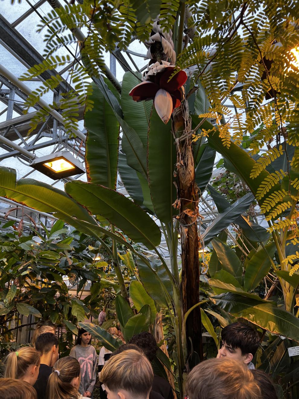 Schüler im Tropenhaus, unter einer Blüte