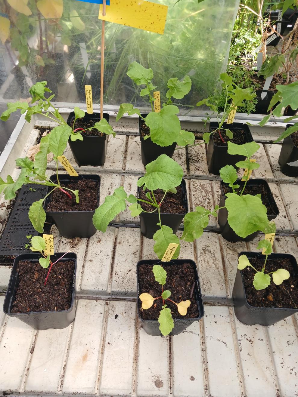 Plants that where used for an experiment in a row
