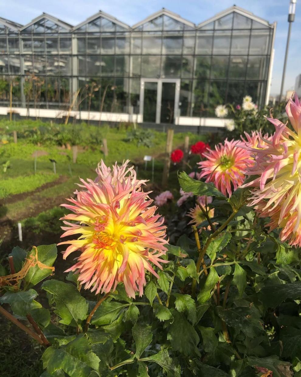 Eine Blume vor dem Tropenhaus