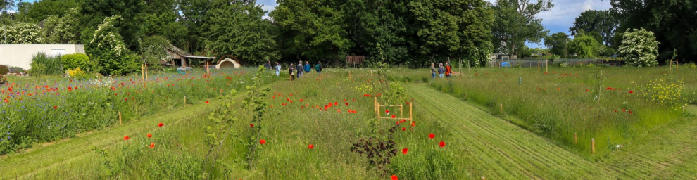 Ein grünes Feld mit Blumen und Bäumen.
