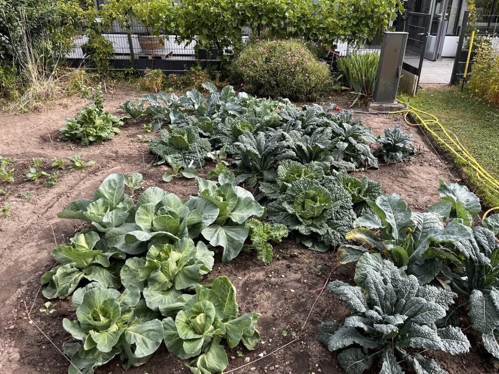 Ein Foto eines gut gepflegten, rechteckigen Gartenbeets, das mit einer Vielzahl von Kohlpflanzen gefüllt ist. Das Beet ist aus einer Nahaufnahme auf Bodenhöhe zu sehen. Im Vordergrund sind mehrere Reihen junger Weißkohl- oder Spitzkohlköpfe mit glatten, hellgrünen Blättern zu erkennen, die beginnen, Köpfe zu bilden. Dahinter erstrecken sich Reihen von dunkleren, krausen Kohlpflanzen, darunter wahrscheinlich Schwarzkohl oder Wirsing mit tief strukturierten, dunklen Blättern.