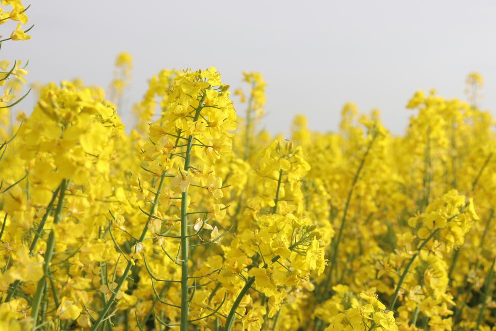 Eine Nahaufnahme eines dichten Rapsfeldes (Brassica napus) in voller Blüte, das zur Familie der Brassicaceae gehört. Im Vordergrund sind mehrere aufrechte, grüne Stängel scharf abgebildet, die dichte, leuchtend gelbe Blütenstände tragen. Jede Blüte besteht aus vier kreuzförmig angeordneten Blütenblättern, die charakteristisch für die Familie sind. Die Stängel sind mit vielen dieser kleinen gelben Blüten und einigen grünen Blättern besetzt. Der Mittelgrund und Hintergrund verwandeln sich in ein endloses, wei
